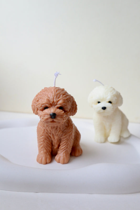 Cute dog